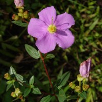Osbeckia parvifolia Arn.